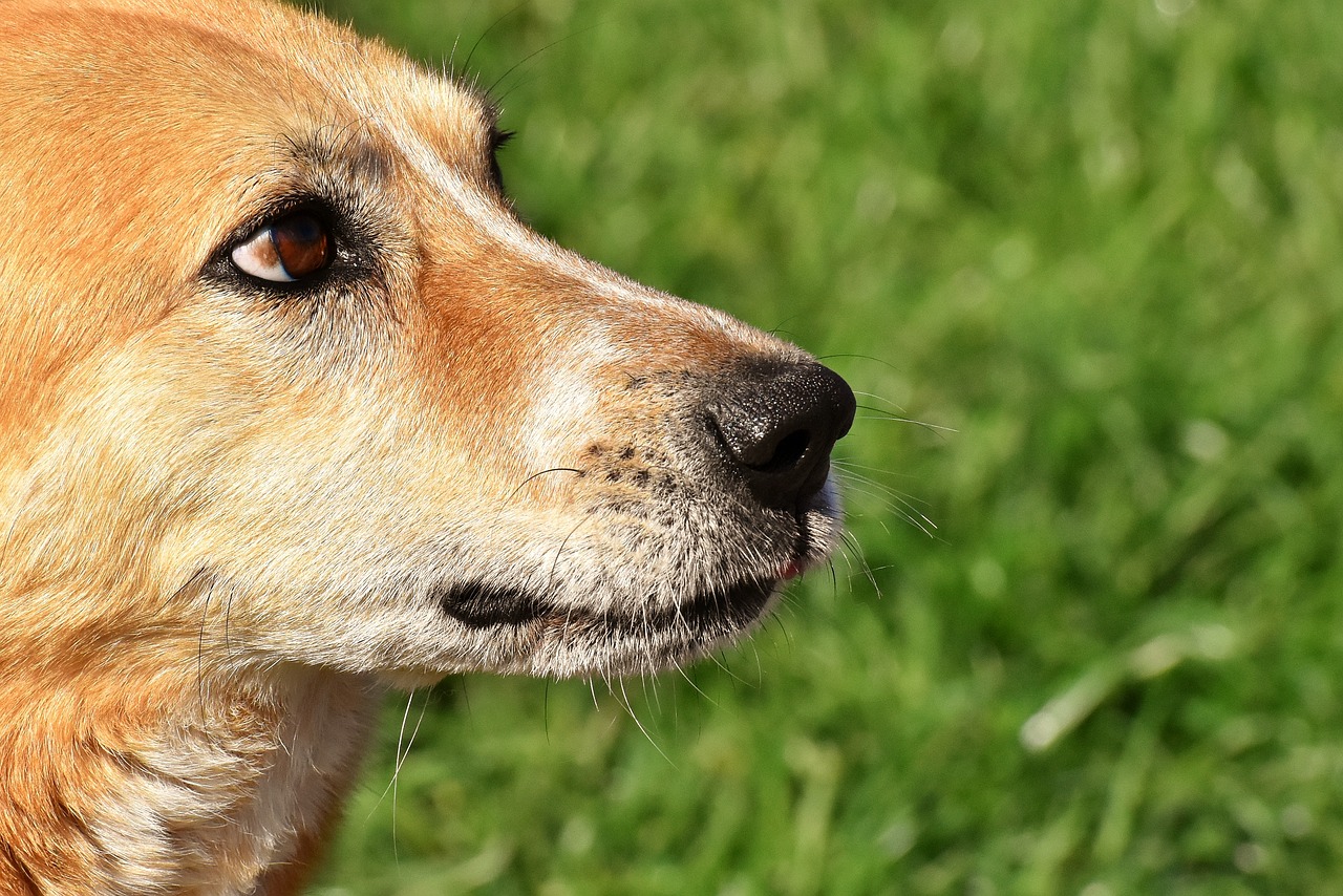 How to Identify and Understand Mixed Breed Dogs